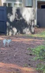 Found/Stray Unknown Dog last seen Near the legacy of north Druid hills gym, Atlanta, GA 30329