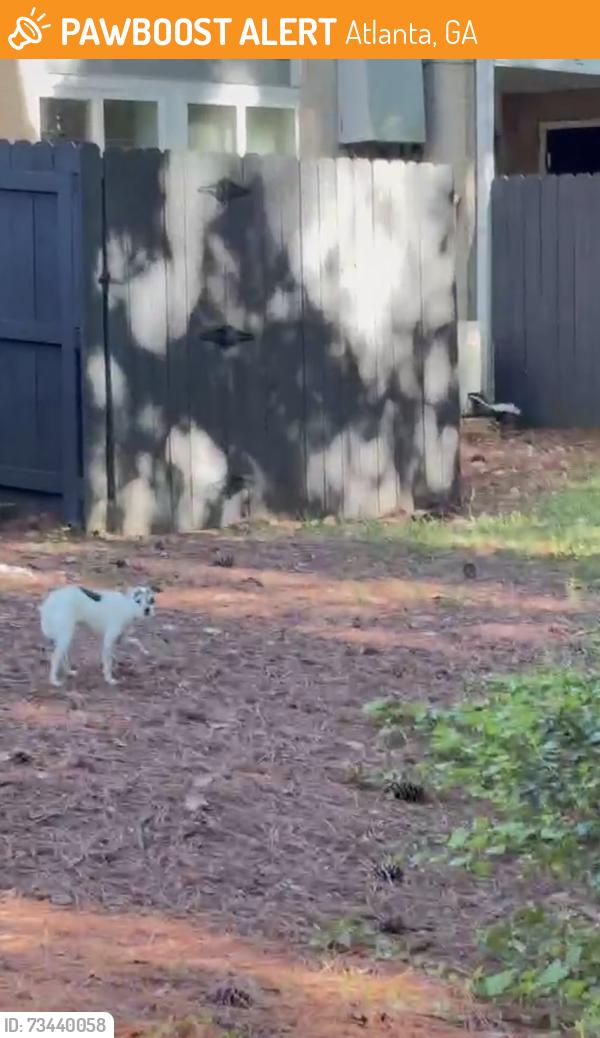 Found/Stray Unknown Dog last seen Near the legacy of north Druid hills gym, Atlanta, GA 30329