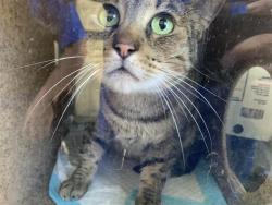 Shelter Stray Male Cat last seen TAYLOR ST & GRANGER AVE, 2127 Front St, Sacramento, CA 95818, USA