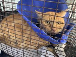 Shelter Stray Male Cat last seen TOLSON ST & COTTON LN, 2127 Front St, Sacramento, CA 95818, USA