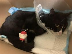 Shelter Stray Male Cat last seen 17TH AVE & 38TH ST, 2127 Front St, Sacramento, CA 95818, USA