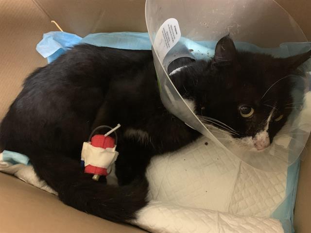Shelter Stray Male Cat last seen 17TH AVE & 38TH ST, 2127 Front St, Sacramento, CA 95818, USA