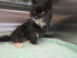 Shelter Stray Female Cat last seen , 11232 B Ave, Auburn, CA 95603, USA