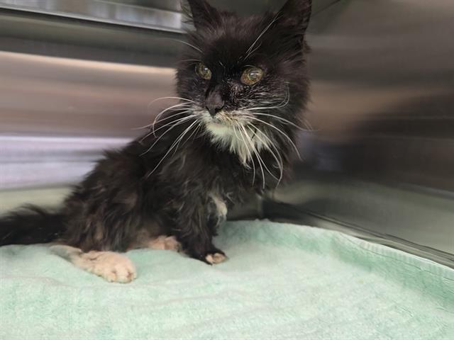 Shelter Stray Female Cat last seen , 11232 B Ave, Auburn, CA 95603, USA