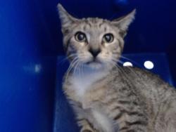 Shelter Stray Male Cat last seen , 2769 Conroy Rd, Orlando, FL 32839, USA