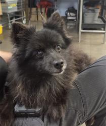 Shelter Stray Male Dog last seen BELL RD AND RH JOHNSON BLVD, 2500 S 27th Ave, Phoenix, AZ 85009, USA