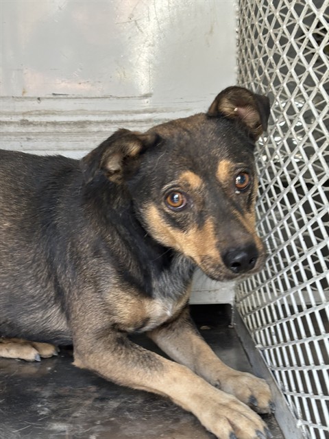 Shelter Stray Male Dog last seen Near BLOCK POWELL LN, BAKERSFIELD CA 93307, 3951 Fruitvale Ave, Bakersfield, CA 93308, USA