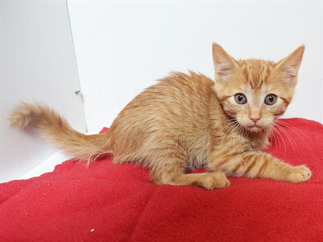 Shelter Stray Male Cat last seen , 3839 Bradshaw Rd, Sacramento, CA 95827, USA