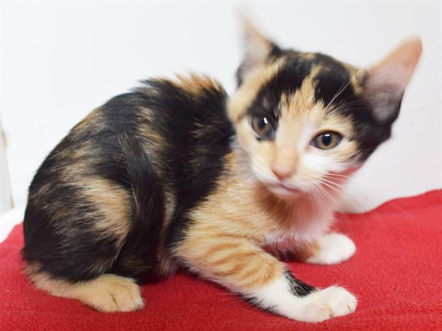 Shelter Stray Female Cat last seen , 3839 Bradshaw Rd, Sacramento, CA 95827, USA