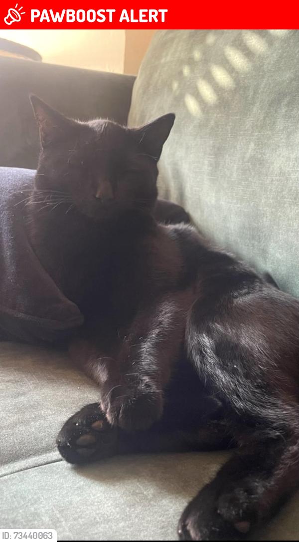 Lost Male Cat last seen Burns Street, West Northamptonshire, England 