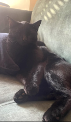 Lost Male Cat last seen Burns Street, West Northamptonshire, England 