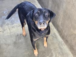 Shelter Stray Male Dog last seen , 14409 Vanowen St, Van Nuys, CA 91405, USA