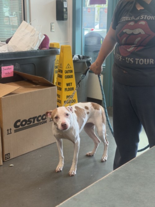 Shelter Stray Female Dog last seen , West Valley Animal Shelter, 20655 Plummer St, Chatsworth, CA 91311, USA