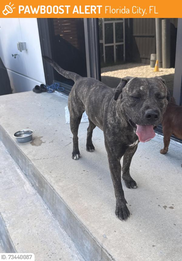 Found/Stray Male Dog last seen Near Robert is here, Florida City, FL 33034