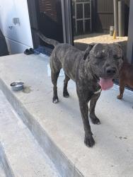 Found/Stray Male Dog last seen Near Robert is here, Florida City, FL 33034
