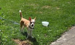 Reunited Male Dog last seen Connellsville Avenue headed towards Garden St, Connellsville, PA 15425