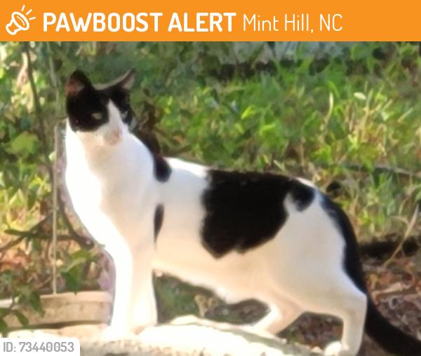 Found/Stray Male Cat last seen Skipper Ct, Mint Hill, NC 28227