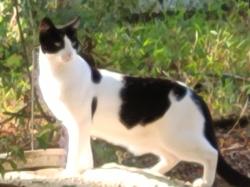Found/Stray Male Cat last seen Skipper Ct, Mint Hill, NC 28227