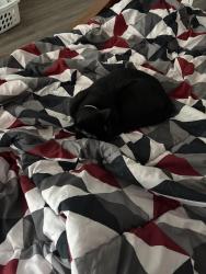 Reunited Male Cat last seen Suarez and little, Pasco County, FL 34655