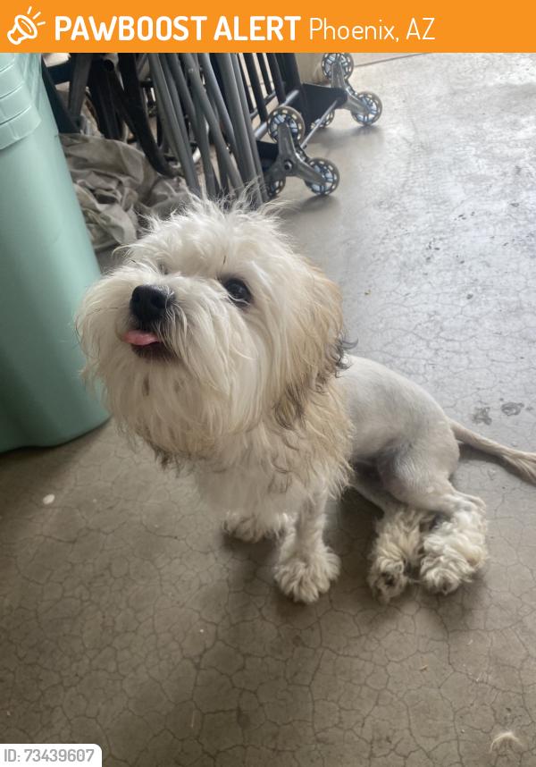 Found/Stray Female Dog last seen N. 21st Ave & W. Myrtle Ave, Phoenix, AZ 85021