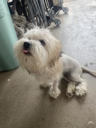 Found/Stray Female Dog last seen N. 21st Ave & W. Myrtle Ave, Phoenix, AZ 85021