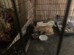 Reunited Male Cat last seen Castle Hills Nursing and Rehabilitation, San Antonio, TX 78216