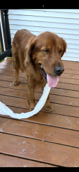 Lost Male Dog last seen Loomis rd, Wind Lake, WI 53185