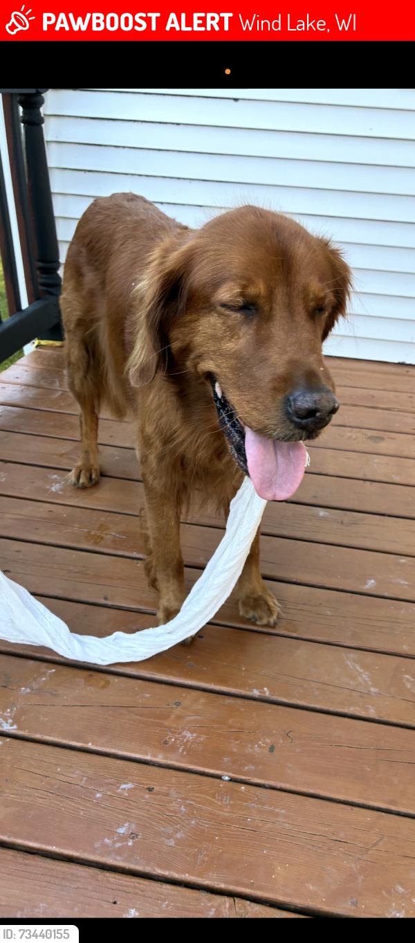 Lost Male Dog last seen Loomis rd, Wind Lake, WI 53185