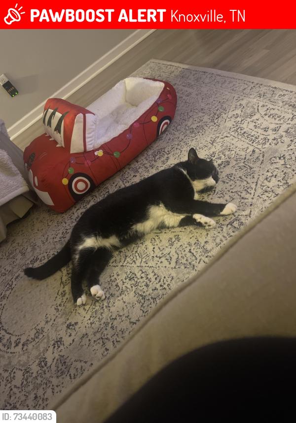 Lost Male Cat last seen Near Sails Way, Knoxville, TN, USA, Knoxville, TN 37932
