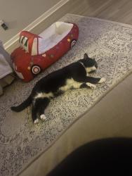 Lost Male Cat last seen Near Sails Way, Knoxville, TN, USA, Knoxville, TN 37932