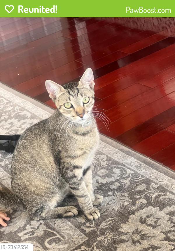 Reunited Male Cat last seen Taylor Ave, Oakland, CA 94605, USA, Oakland, CA 94605