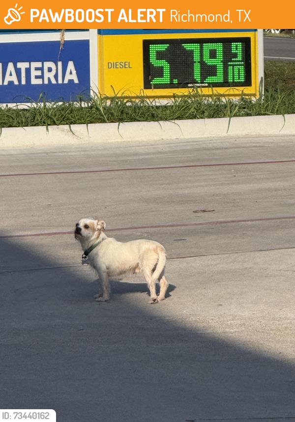 Found/Stray Unknown Dog last seen Crave way gas station, Richmond, TX 77469
