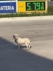Found/Stray Unknown Dog last seen Crave way gas station, Richmond, TX 77469