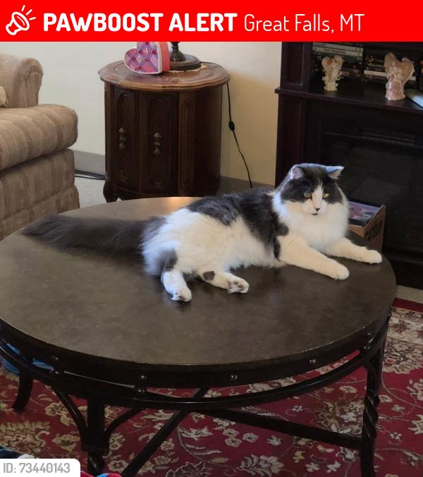 Lost Male Cat last seen Autumn Run apmt, East Middle school, Great Falls, MT 59405