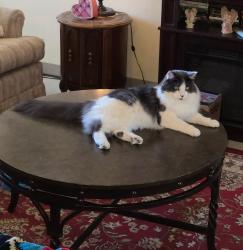 Lost Male Cat last seen Autumn Run apmt, East Middle school, Great Falls, MT 59405