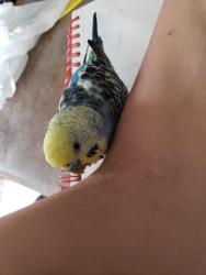 Lost Male Bird last seen Sherman St and 1st avenue, just before Lincoln St, Denver, CO 80203