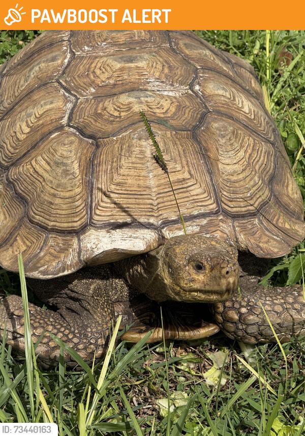 Found/Stray Unknown Reptile last seen Rawls road, Greater Northdale, FL 33624