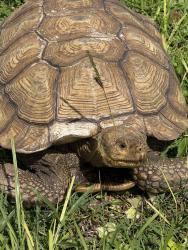 Found/Stray Unknown Reptile last seen Rawls road, Greater Northdale, FL 33624