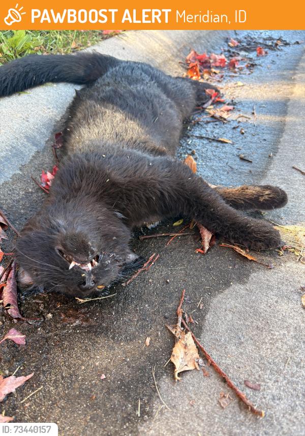 Found/Stray Unknown Cat last seen Tempest near prospect elementary, Meridian, ID 83646