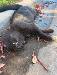 Found/Stray Unknown Cat last seen Tempest near prospect elementary, Meridian, ID 83646