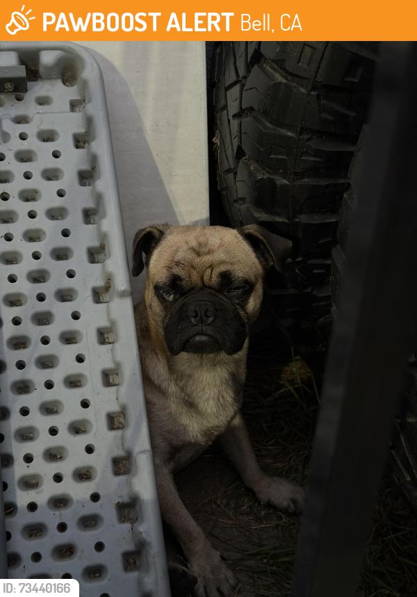 Found/Stray Male Dog last seen California Ave & Florence Ave, Bell, CA 90201