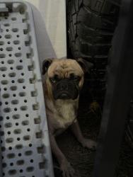 Found/Stray Male Dog last seen California Ave & Florence Ave, Bell, CA 90201