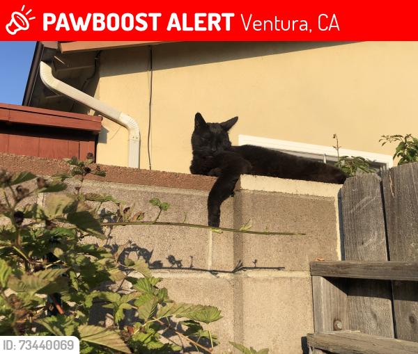 Lost Male Cat last seen Near Ventura College Performing Arts Center, Ventura, CA 93003
