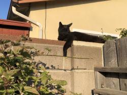 Lost Male Cat last seen Near Ventura College Performing Arts Center, Ventura, CA 93003
