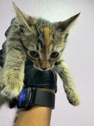 Shelter Stray Female Cat last seen Near WELLINGTON, COUNTY of El Paso, TX, 5001 Fred Wilson Ave, El Paso, TX 79906, USA