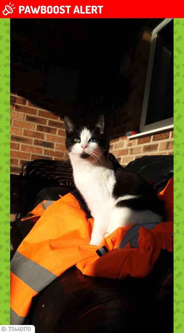 Lost Female Cat last seen Slades farm road, Bournemouth, Christchurch and Poole, England BH10 4DT