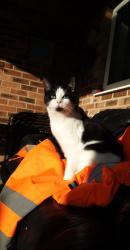Lost Female Cat last seen Slades farm road, Bournemouth, Christchurch and Poole, England BH10 4DT