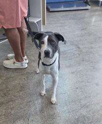 Shelter Stray Female Dog last seen Near Stone Park Dr, North District, TX, 355 Hillshire Dr, Haslet, TX 76052, USA