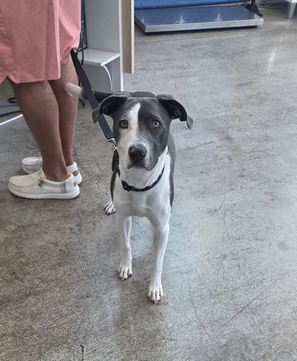Shelter Stray Female Dog last seen Near Stone Park Dr, North District, TX, 355 Hillshire Dr, Haslet, TX 76052, USA