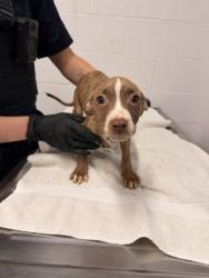 Shelter Stray Female Dog last seen Near Cloverside, 4th District, OH, 9203 Detroit Ave, Cleveland, OH 44102, USA